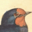 Sir William Jardine. Иллюстрации с птицами | ARTeveryday.org