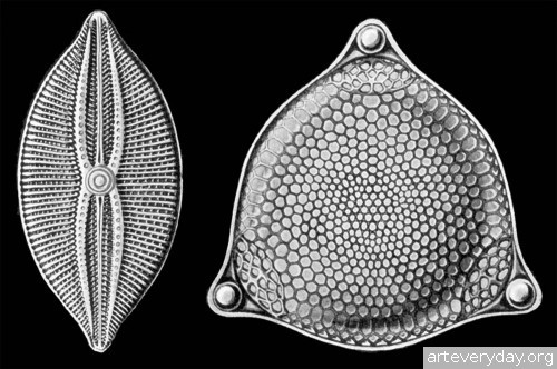 3 | Эрнст Генрих Геккель “Kunstformen der Natur”. Часть2 | ARTeveryday.org