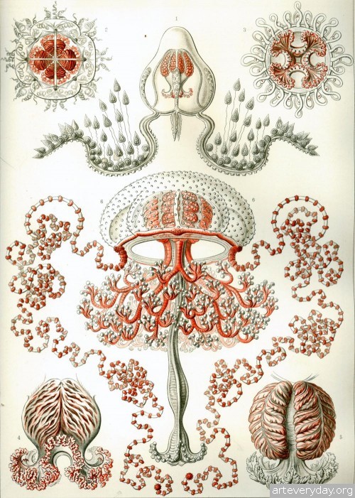 6 | Эрнст Генрих Геккель “Kunstformen der Natur”. Часть2 | ARTeveryday.org